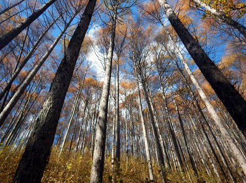 2017.11.11-12　甲武信ヶ岳（尾根歩き）