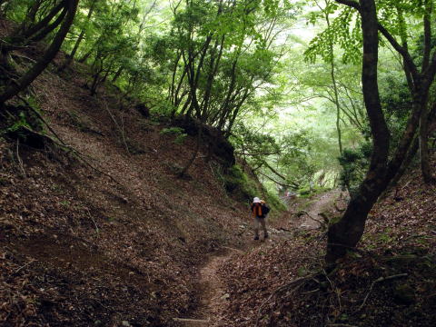 2016.6.19　伊勢沢ノ頭（尾根歩き）