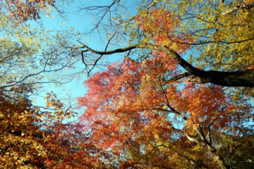 2017.11.25　檜洞丸（尾根歩き）