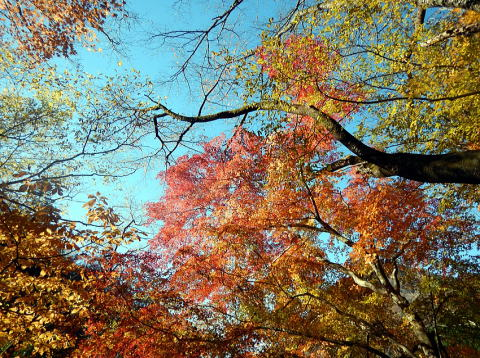 2017.11.25　檜洞丸（尾根歩き）