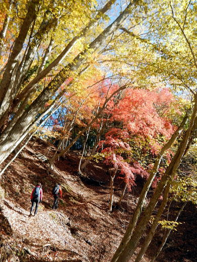 2017.11.25　檜洞丸（尾根歩き）