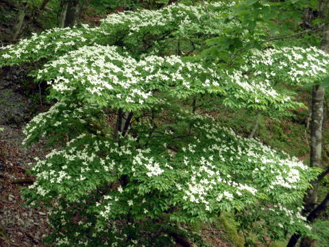 2016.6.19　伊勢沢ノ頭（尾根歩き）