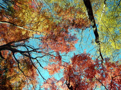 2017.11.25　檜洞丸（尾根歩き）