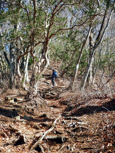 2017.11.25　檜洞丸（尾根歩き）