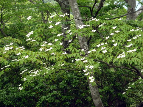 2016.6.19　伊勢沢ノ頭（尾根歩き）