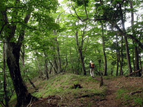 2016.6.19　伊勢沢ノ頭（尾根歩き）