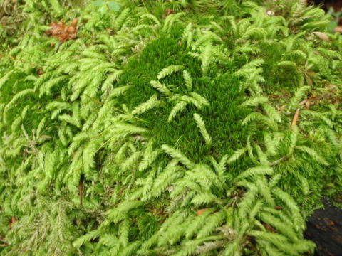 2016.6.19　伊勢沢ノ頭（尾根歩き）