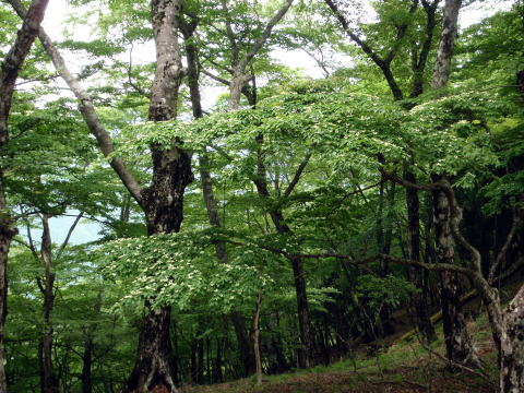 2016.6.19　伊勢沢ノ頭（尾根歩き）