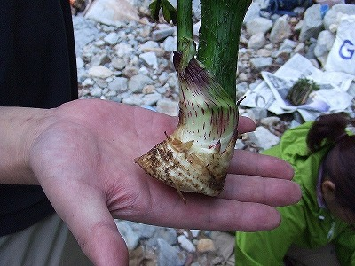 2014.5.24-25　赤湯山菜取り（イベント）