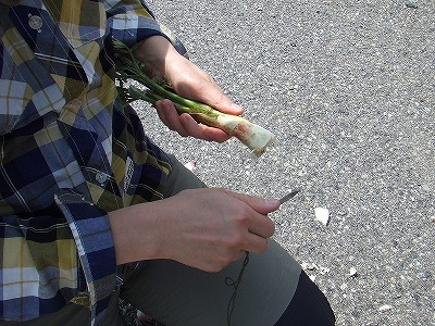 2014.5.24-25　赤湯山菜取り（イベント）