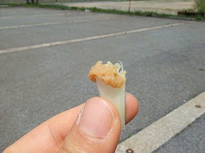 2014.5.24-25　赤湯山菜取り（イベント）