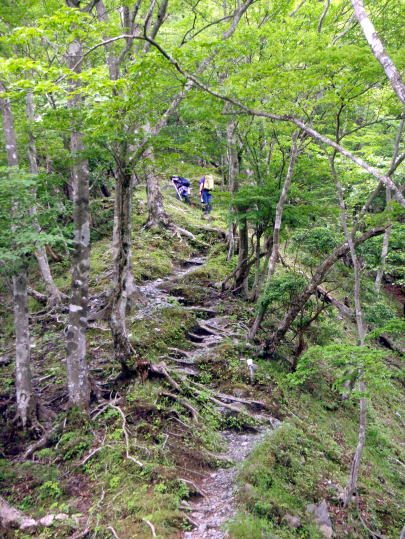 2016.6.19　伊勢沢ノ頭（尾根歩き）