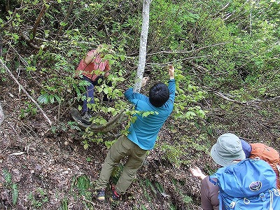 2014.5.24-25　赤湯山菜取り（イベント）