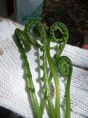 2014.5.24-25　赤湯山菜取り（イベント）