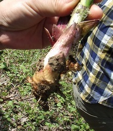 2014.5.24-25　赤湯山菜取り（イベント）