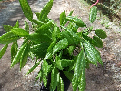 2014.5.24-25　赤湯山菜取り（イベント）