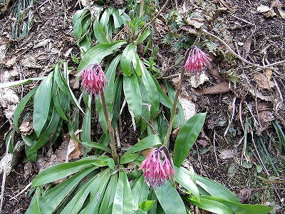 2014.5.24-25　赤湯山菜取り（イベント）