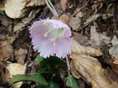 2014.5.24-25　赤湯山菜取り（イベント）