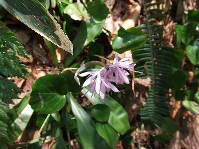 2014.5.24-25　赤湯山菜取り（イベント）