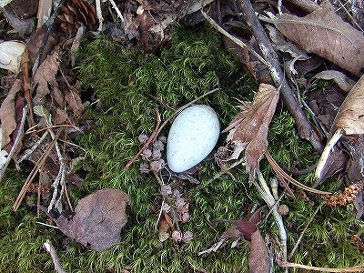 2014.5.24-25　赤湯山菜取り（イベント）