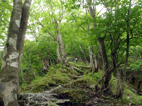 2016.6.19　伊勢沢ノ頭（尾根歩き）