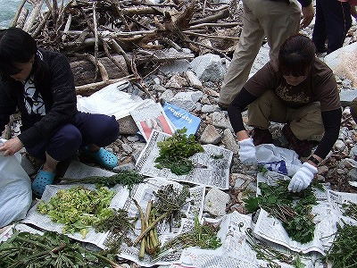 2014.5.24-25　赤湯山菜取り（イベント）