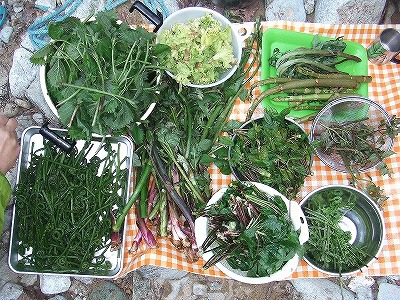 2014.5.24-25　赤湯山菜取り（イベント）