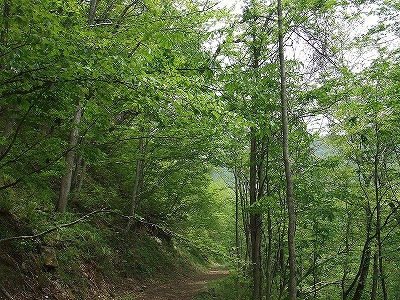 2014.5.24-25　赤湯山菜取り（イベント）