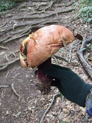 2014.8.30　会津駒ケ岳（尾根歩き）