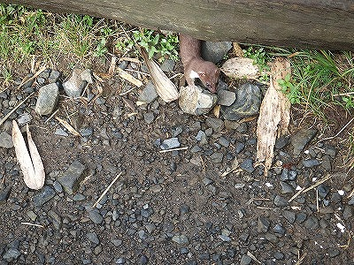 2014.8.30　会津駒ケ岳（尾根歩き）