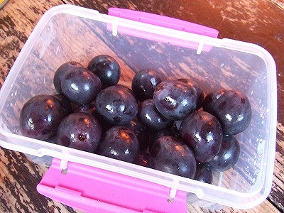 2014.8.30　会津駒ケ岳（尾根歩き）