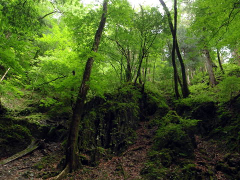 2016.6.25-26　大雲取谷（沢登り）