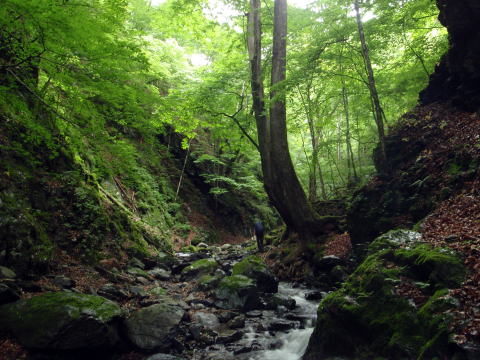 2016.6.25-26　大雲取谷（沢登り）