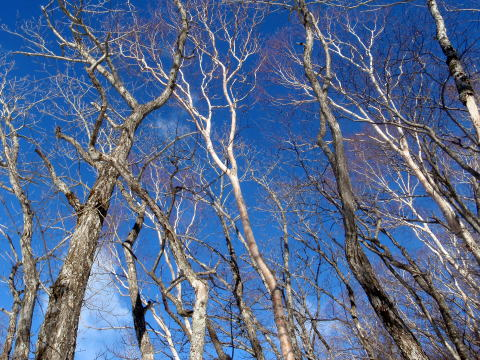 2017.3.11-12 大佐飛山(百村山~黒滝山~大長山まで)(雪山)