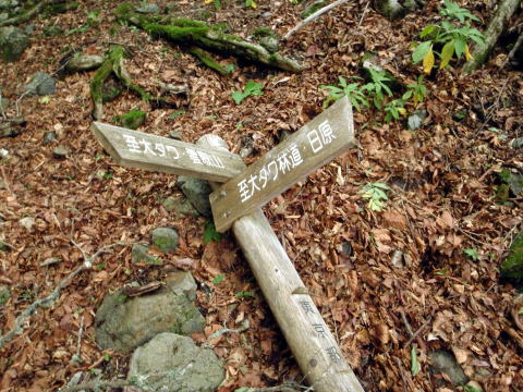 2016.6.25-26　大雲取谷（沢登り）