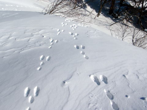 2017.3.11-12 大佐飛山(百村山~黒滝山~大長山まで)(雪山)