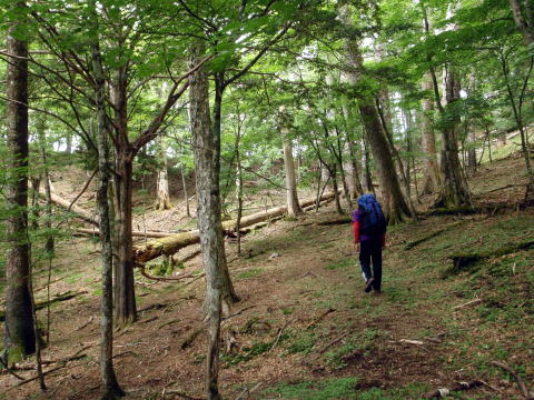 2016.6.25-26　大雲取谷（沢登り）