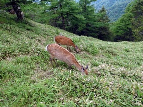 2016.6.25-26　大雲取谷（沢登り）