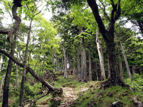 2016.6.25-26　大雲取谷（沢登り）