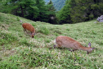 2016.6.25-26　大雲取谷（沢登り）