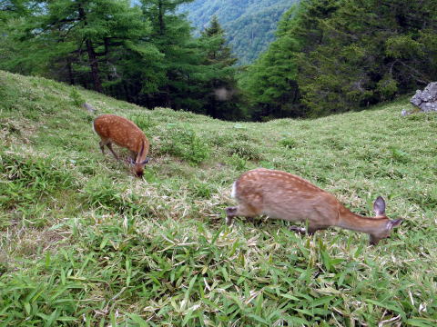 2016.6.25-26　大雲取谷（沢登り）
