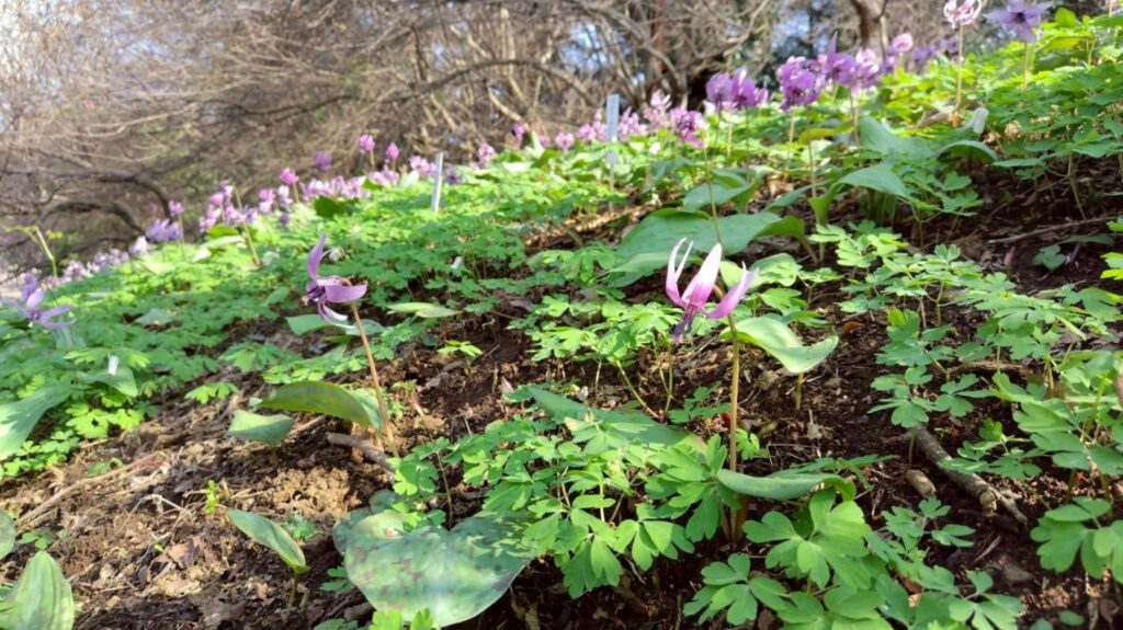 2026.3.29　草戸山〜カタクリの里（ハイキング）