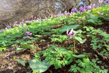 2026.3.29　草戸山〜カタクリの里（ハイキング）