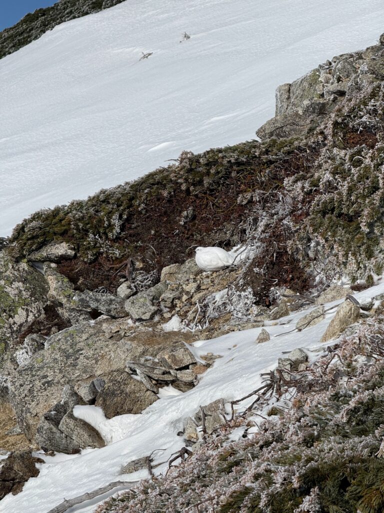 3/28-29　唐松岳（雪山）