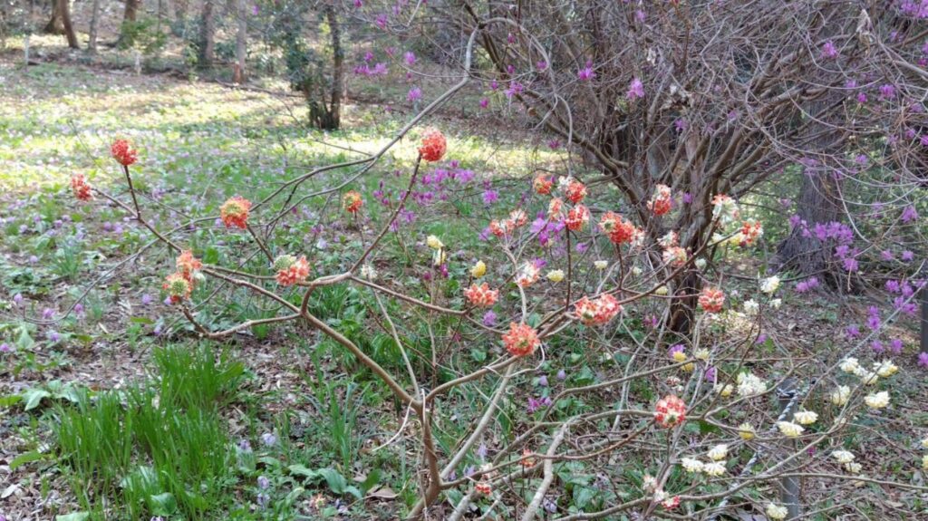 2026.3.29　草戸山〜カタクリの里（ハイキング）