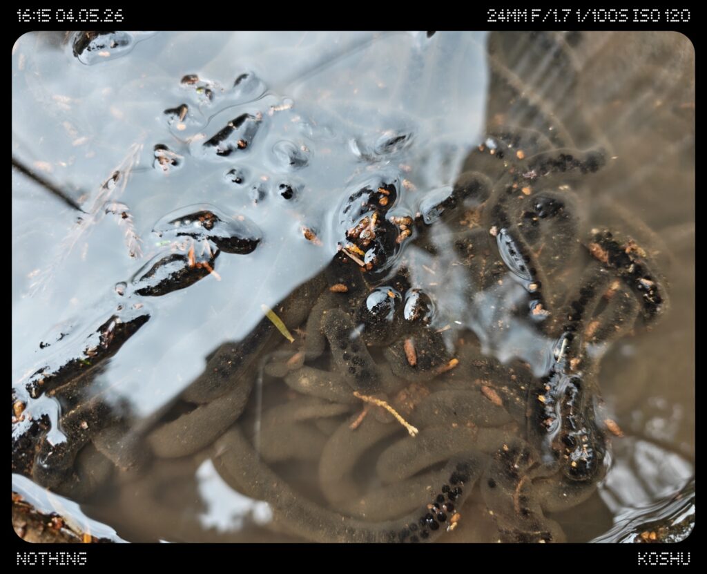 2026.4.5 奥多摩トレーニング(尾根歩き)