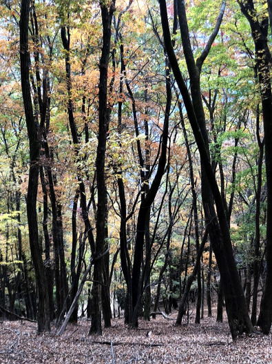 2020.11.7-8　雲取山（尾根歩き）
