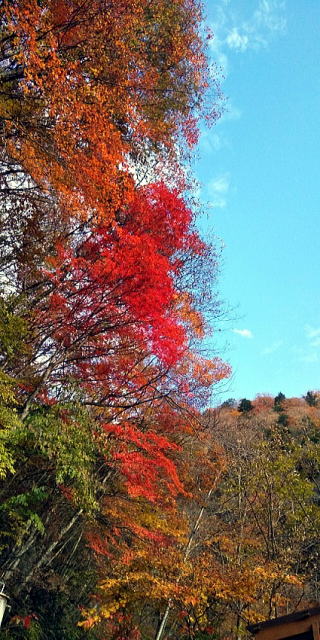 2020.11.7-8　雲取山（尾根歩き）