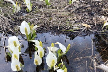 2022.6.18-19　燧ヶ岳（尾根歩き）