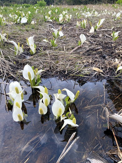 2022.6.18-19　燧ヶ岳（尾根歩き）
